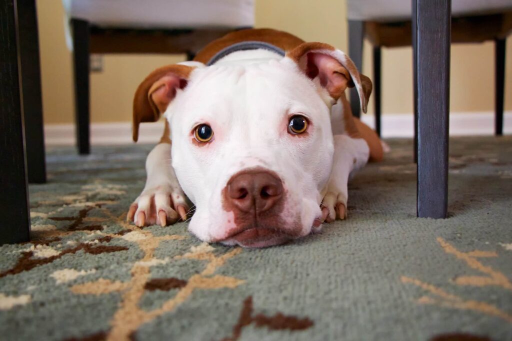 How to Clean Carpet From Dog Pee